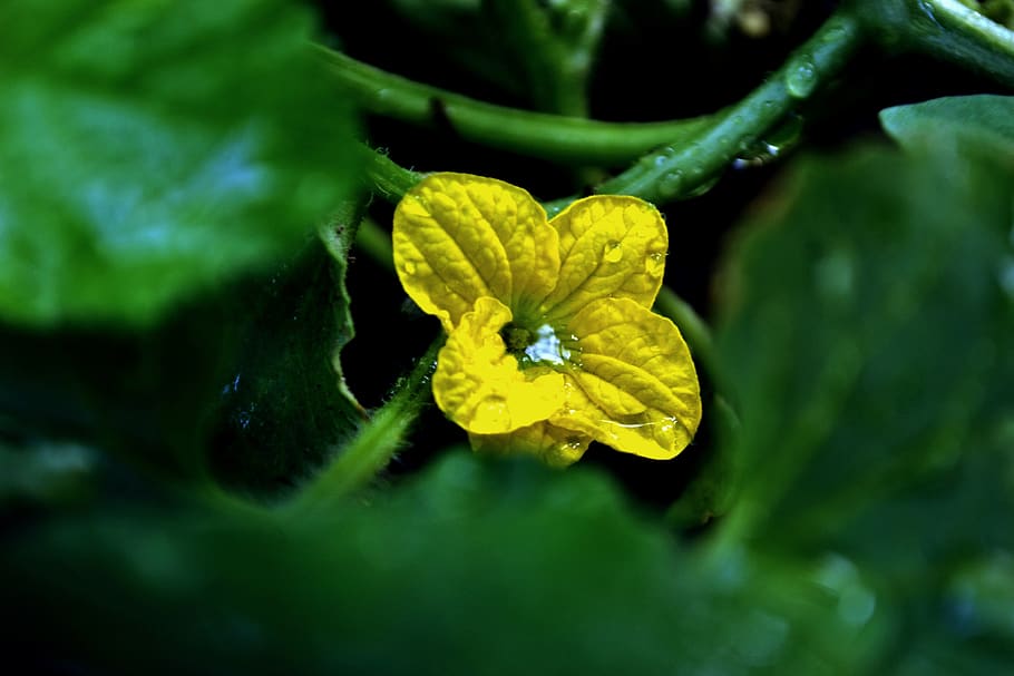 flower, nature, landscape, bloom, blossom, plant, garden, flora HD wallpaper