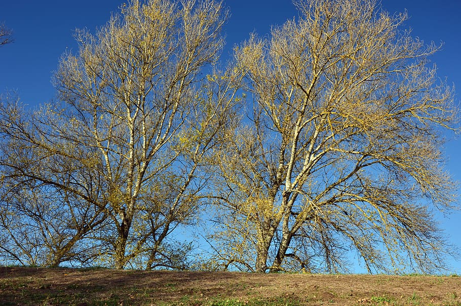 landscape, trees, deciduous trees, birch, dike, or meadows HD wallpaper