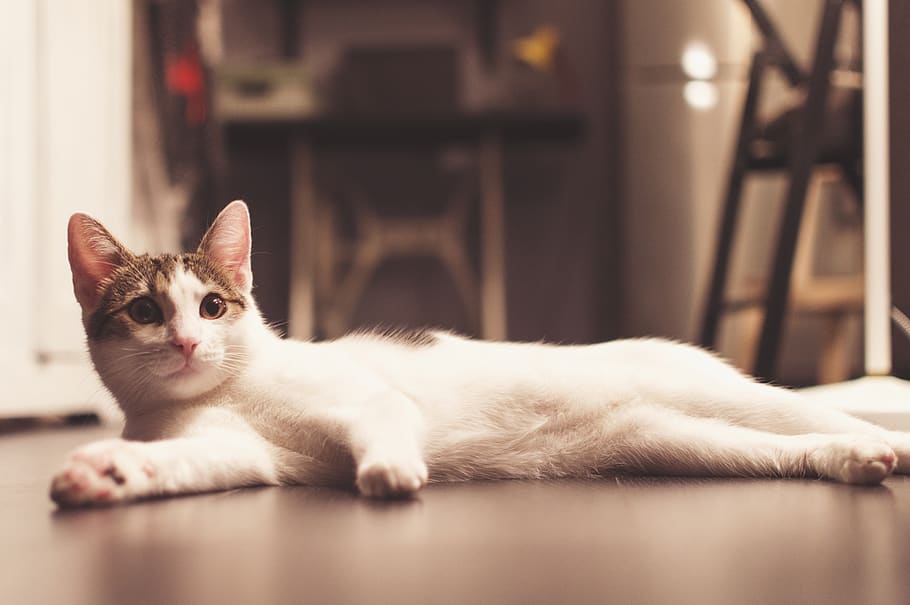 indoor, cat, pet, pets, domestic, domestic animals, one animal HD wallpaper