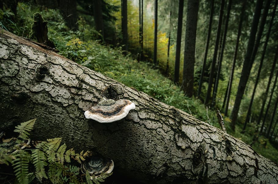 tree, mushroom, forest, fern, leafs, sunrise, plant, trunk HD wallpaper