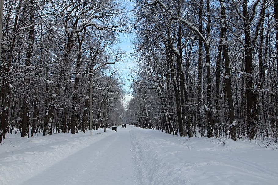 trees, winter, snow, nature, cold, landscape, forest, white HD wallpaper