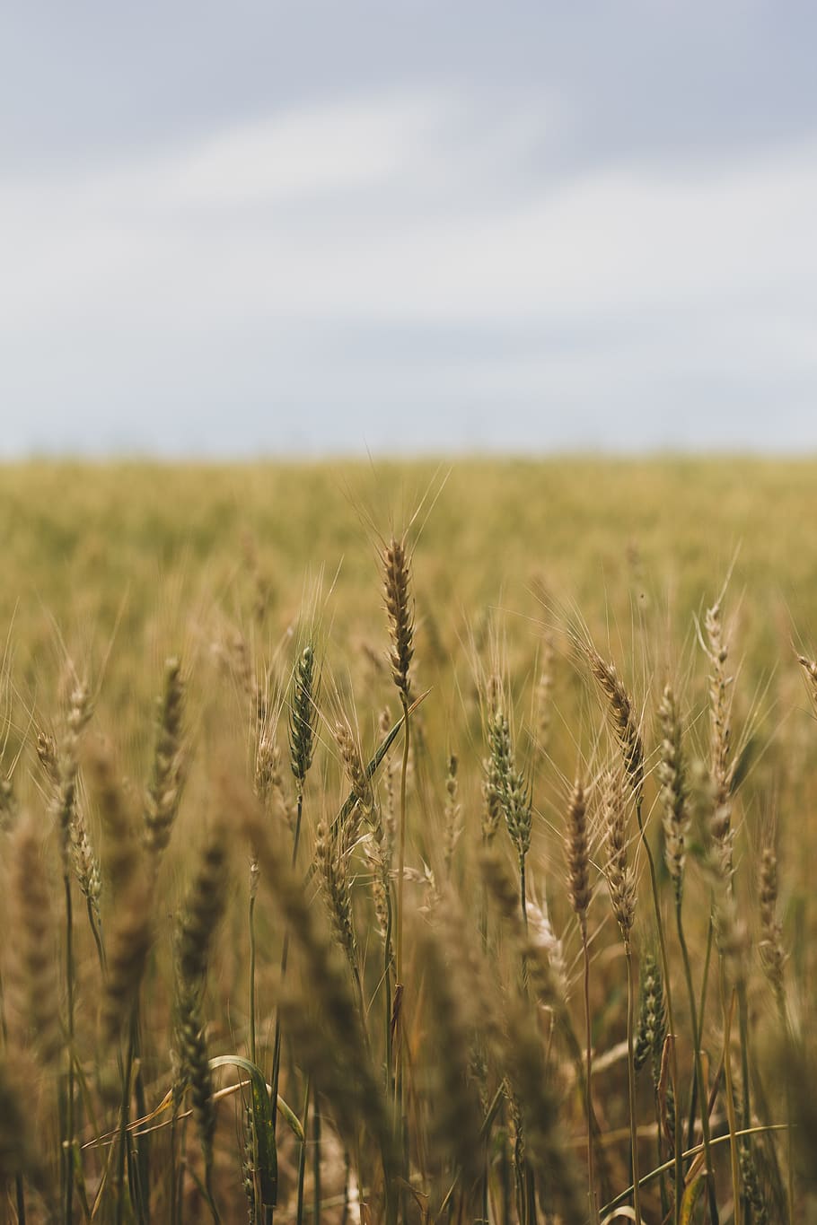 brown wheat field during daytime, cereal plant, agriculture, crop HD wallpaper