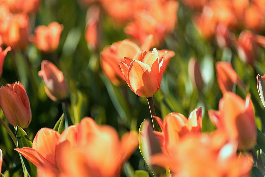 tulips, spring, flowers, bloom, nature, flora, plant, blossom HD wallpaper