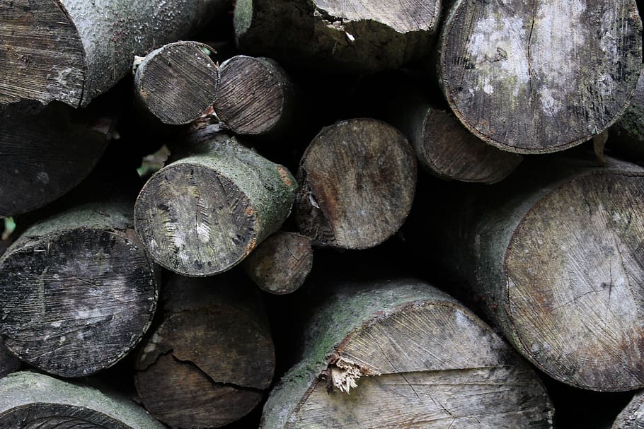 wallpaper, trees, burn, wood, forest, germany, full frame, backgrounds HD wallpaper