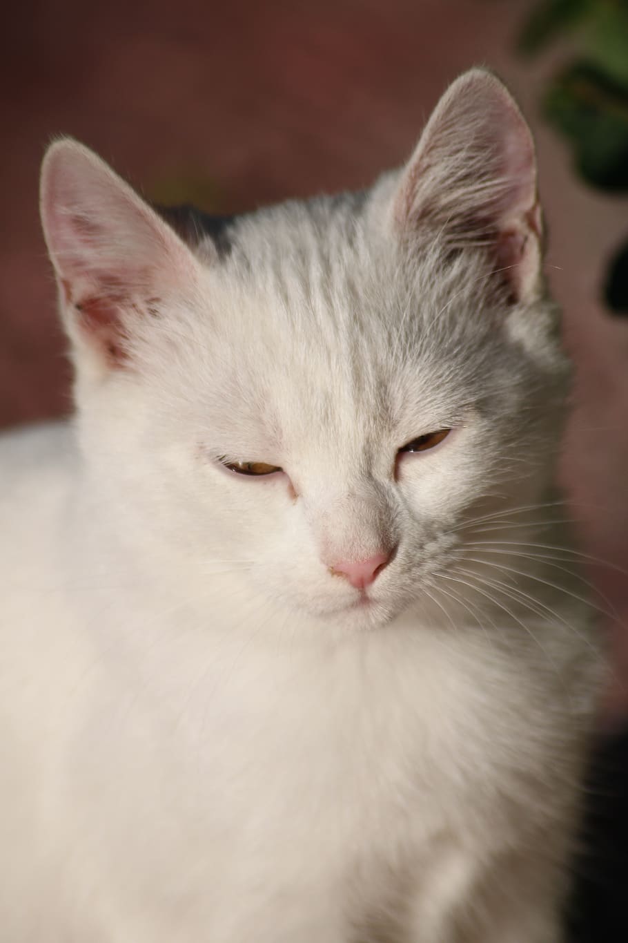 cat, white, kitten, pet, cute, portrait, domestic cat, charming HD wallpaper
