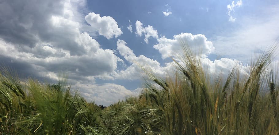 china, dali, rye, cloud, sky, cloud - sky, plant, growth, beauty in nature HD wallpaper