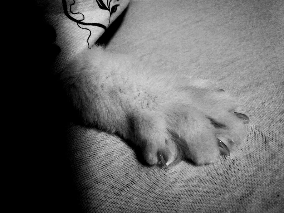 animal, animal themes, one animal, mammal, pets, domestic, indoors HD wallpaper