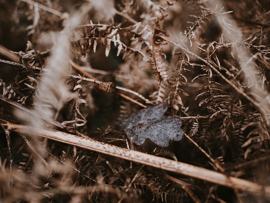 brown leaves, plant, leaf, animal, insect, invertebrate, moss HD wallpaper