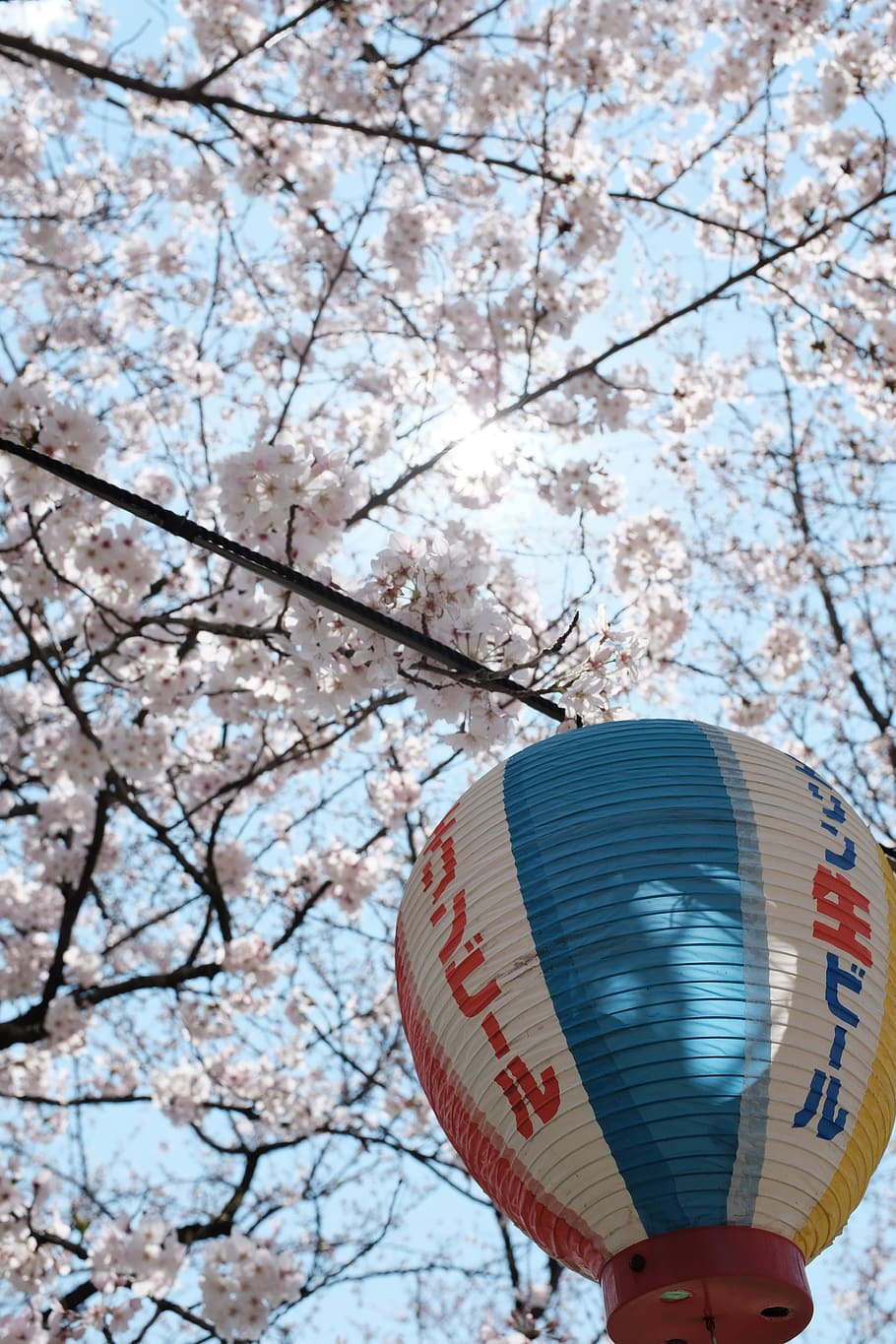 plant, flower, blossom, matsuyama, japan, cherry blossom, ball, HD wallpaper