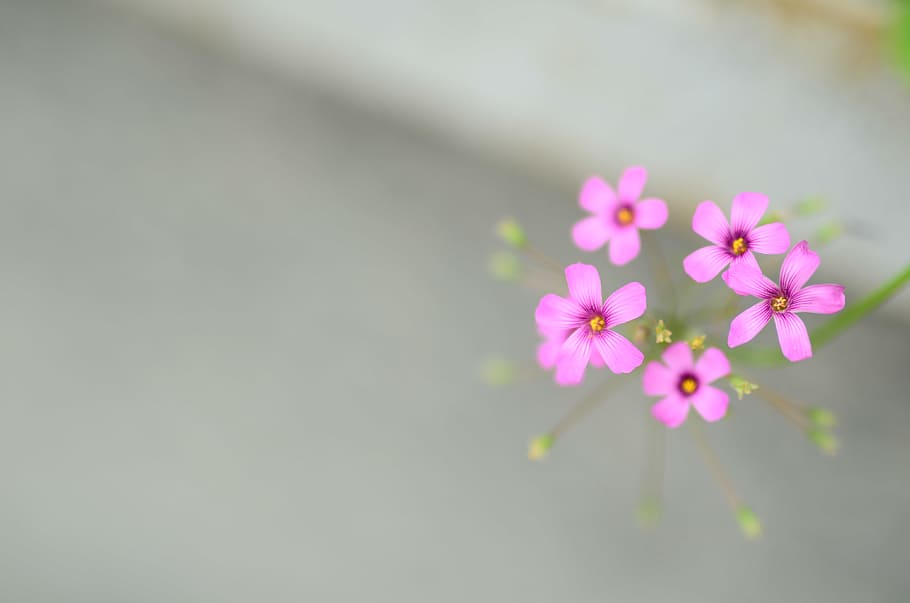 iran, isfahan, flower, flowering plant, freshness, fragility HD wallpaper