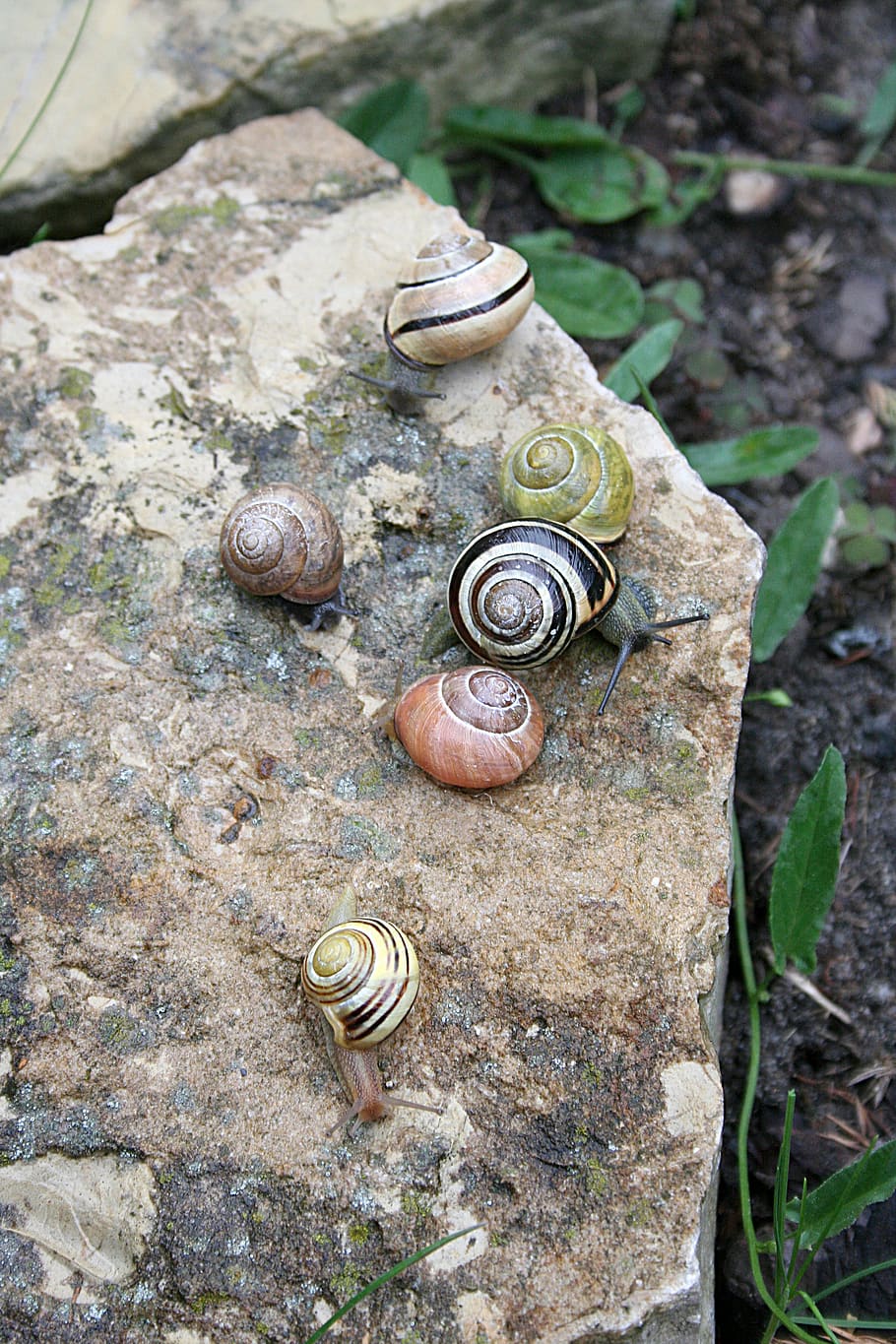 snails, seashell, rain, garden, spring, animals, slowly, spiral HD wallpaper