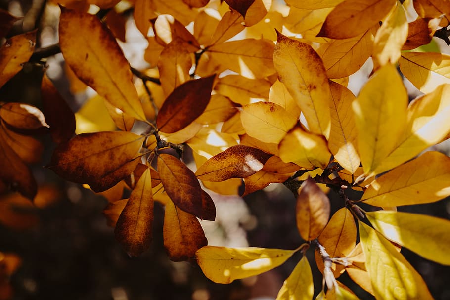 Yellow leaves of magnolia in autumn, orange, fall, nature, leaf, HD wallpaper