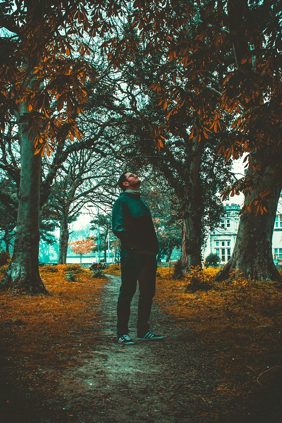 Man Standing Beside Trees, dawn, daylight, environment, fall HD wallpaper