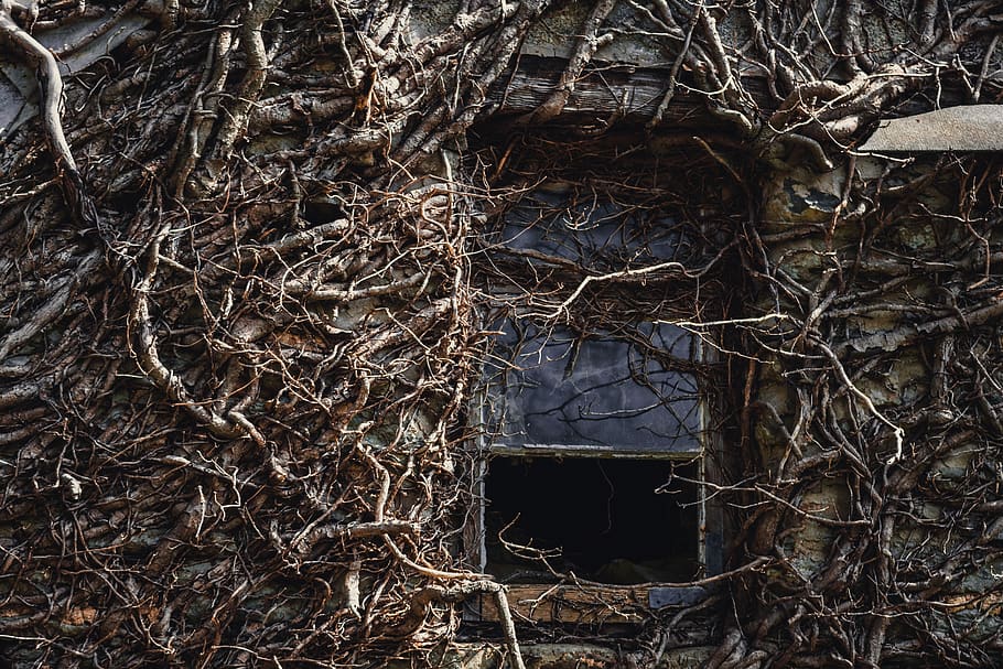 Building roots. Корни плюща. Корневое гнездо.