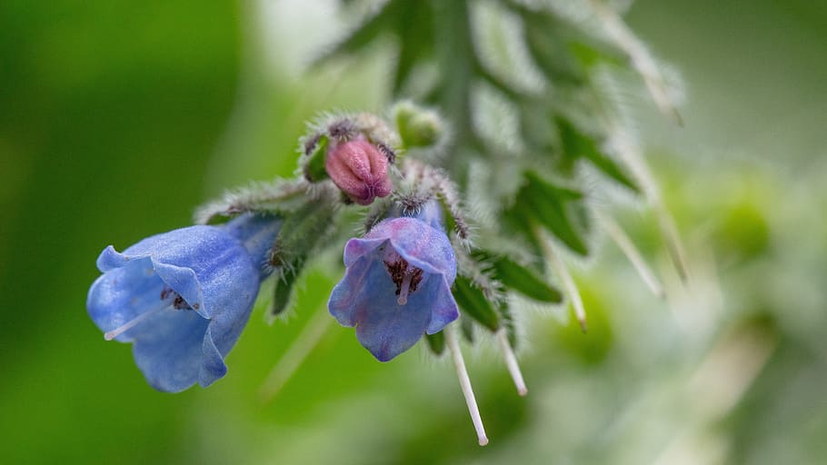 macro, flower, flowers, nature, closeup, flora, summer, detail HD wallpaper