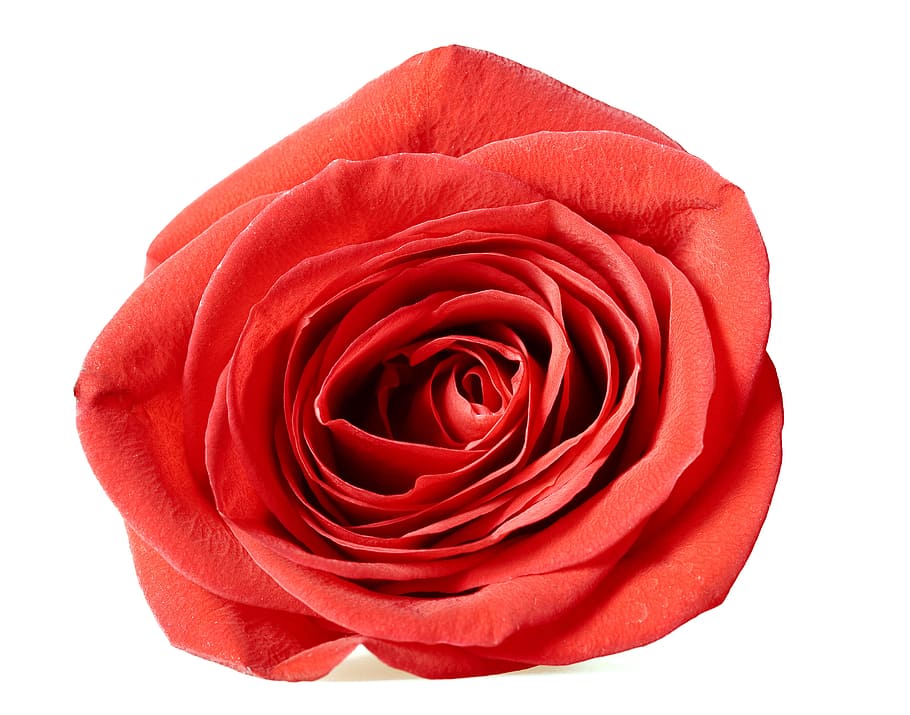 rose, red, white, flores, closeup, isolated, decoration, bud HD wallpaper