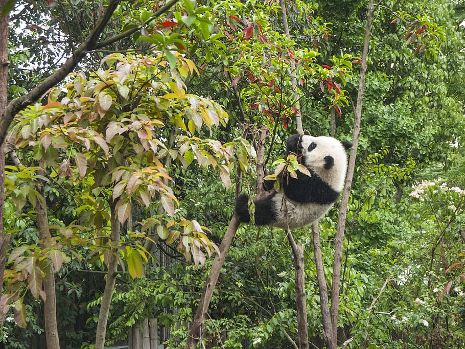 panda climbing on tree during daytime, animal, plant, animal themes HD wallpaper