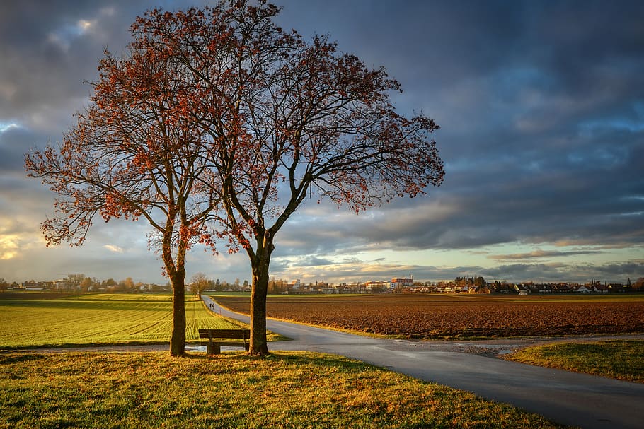 rest, clouds, tree, bank, meadow, fields, away, abendstimmung HD wallpaper