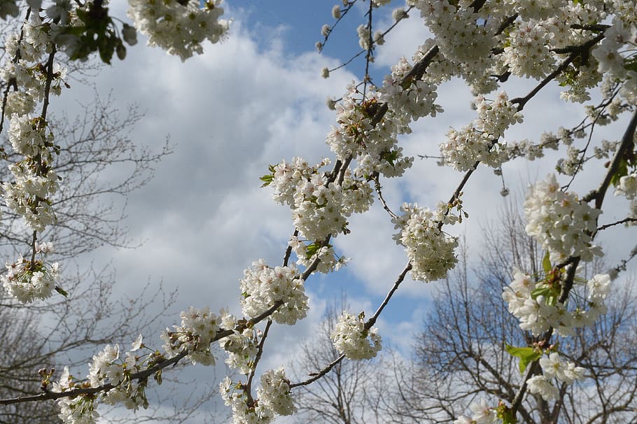 cherry blossom, cherry tree, branch, spring, bloom, flowering twig HD wallpaper