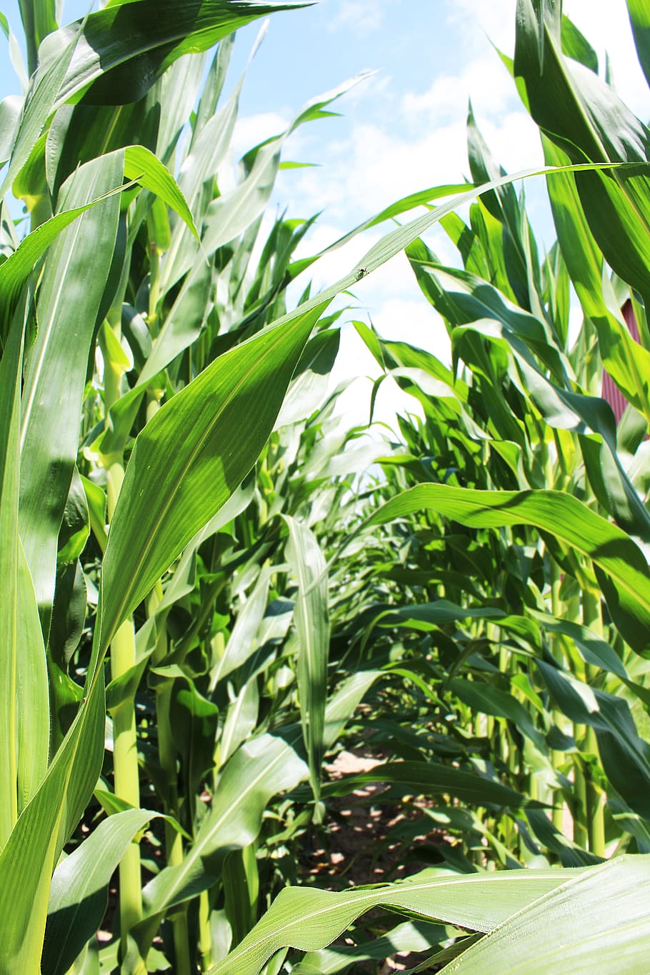 corn, cornfield, farm, nature, food, green, growth, green color HD wallpaper
