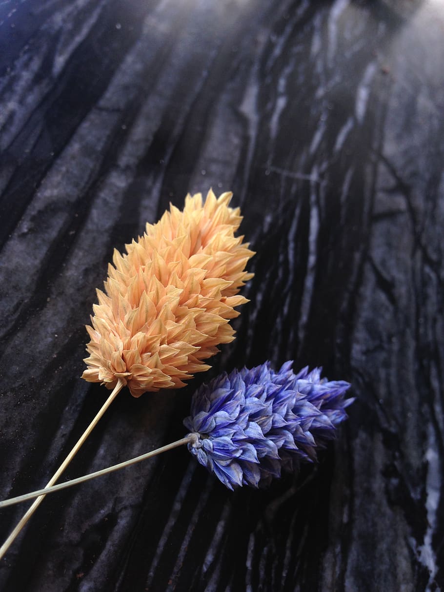 decor, color, matt, marble, blue, orange, flower, flowering plant HD wallpaper