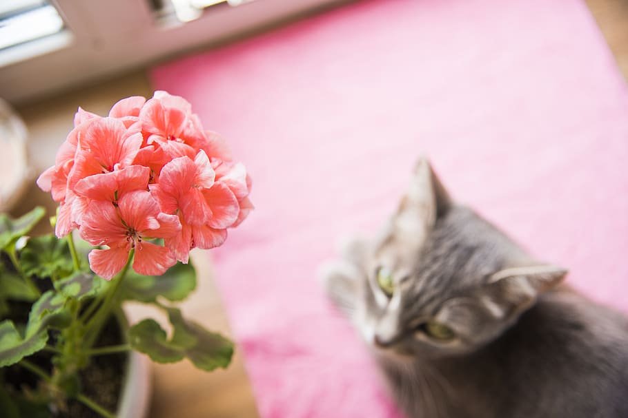 cat, flower, pink, grey, nikon, window, green, green bean, flowers HD wallpaper
