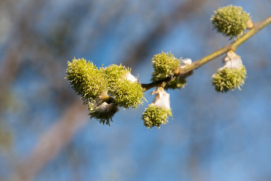 nature, spring, bud, blossom, bloom, plant, branch, close up HD wallpaper