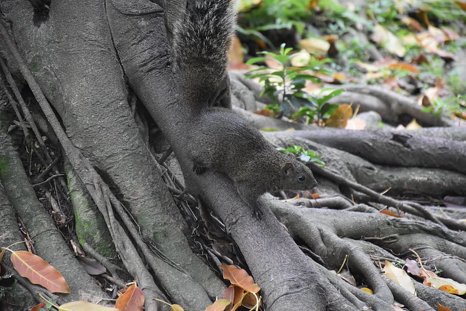 squirrel, nature, animal, animal themes, animals in the wild HD wallpaper