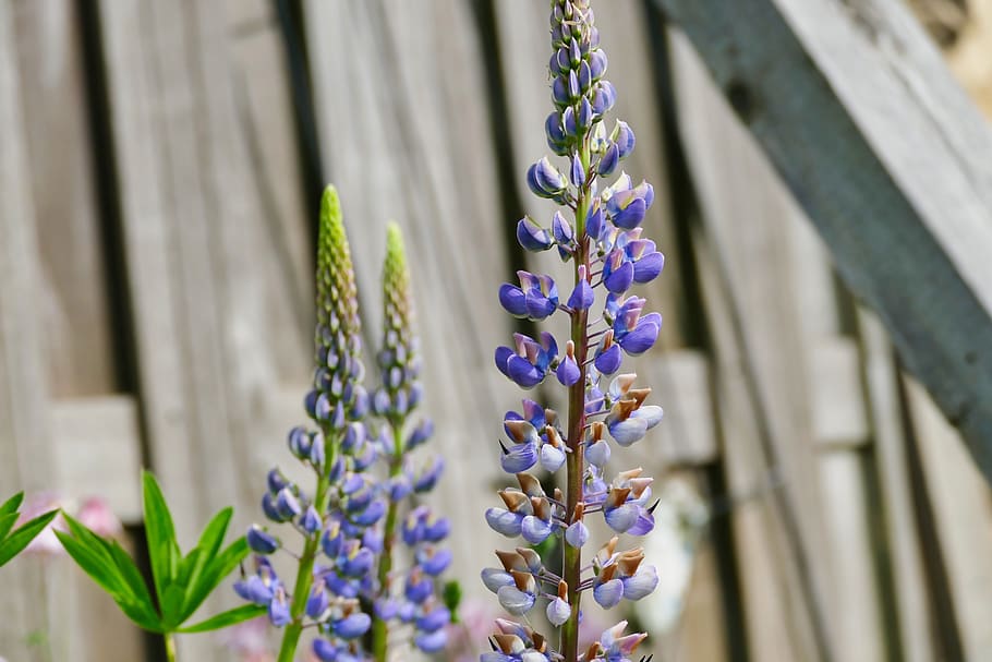 flower, plant, blossom, bloom, spring, summer, purple, outdoor HD wallpaper