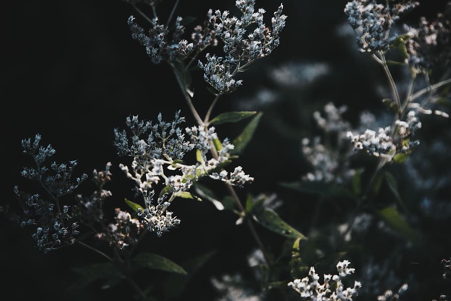 green, branch, stem, flower, floral, forage, leaf, leaves, nature HD wallpaper