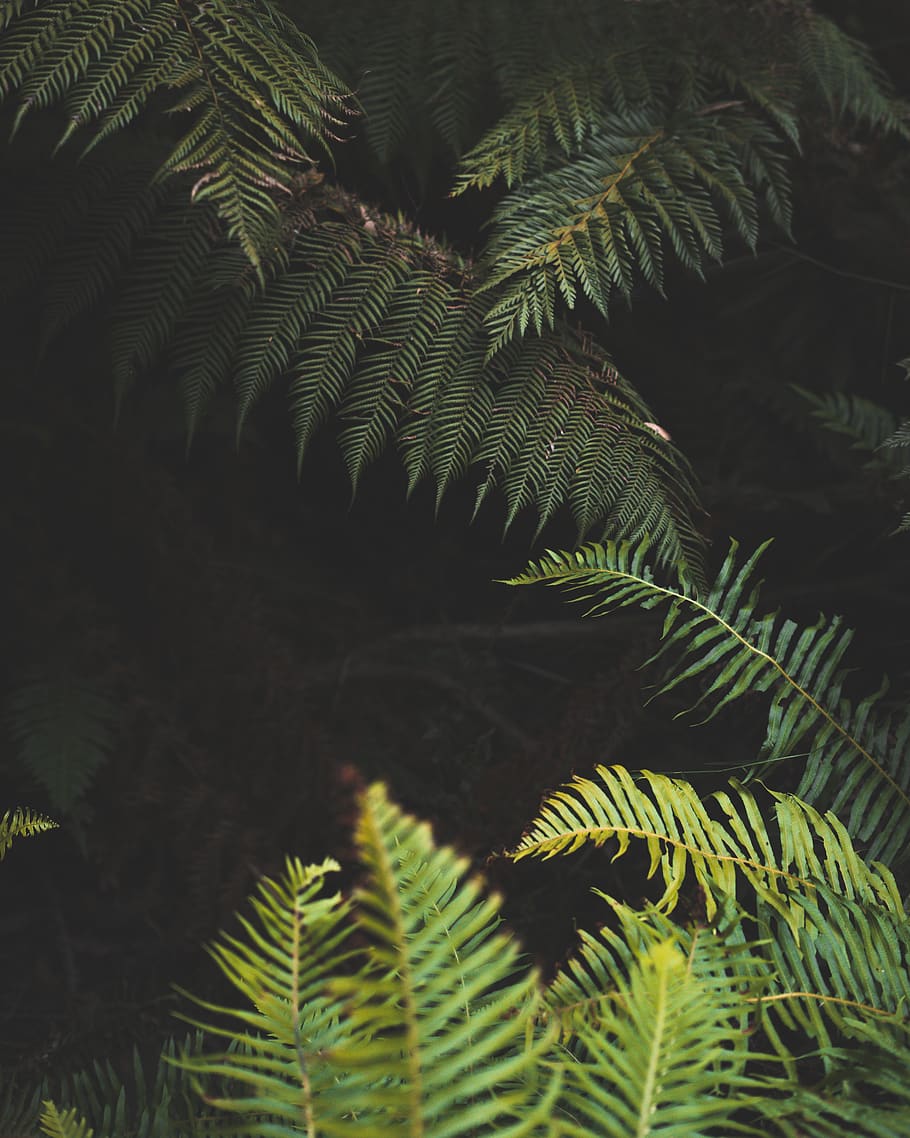 green leafed tree, plant, fern, vegetation, rainforest, nature HD wallpaper