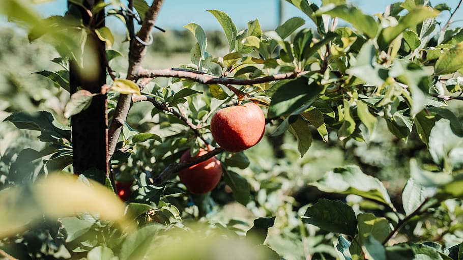 Shallow Focus Photography of Red Fruits, apple, apples, branch HD wallpaper