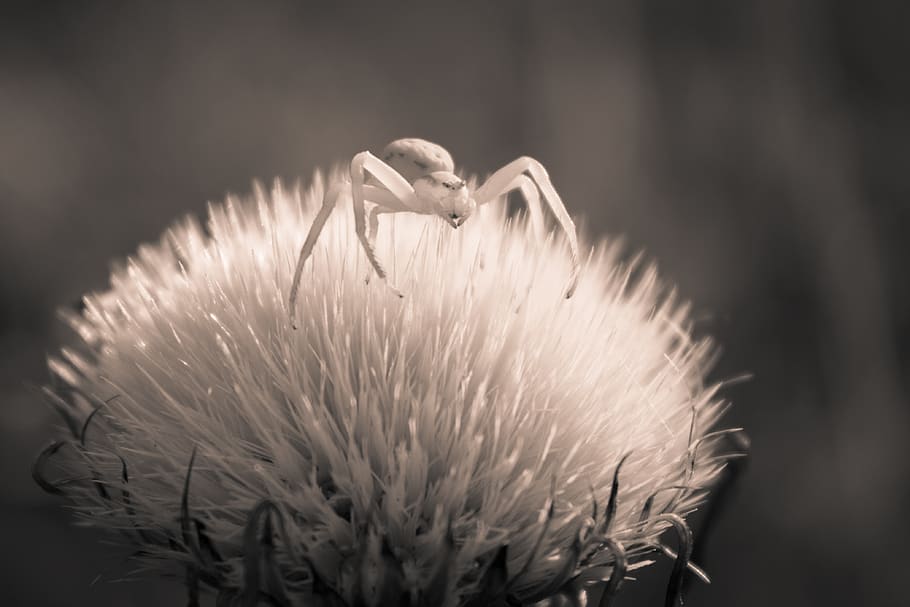 sepia, spider, flower, macro, detail, close-up, insect, nature HD wallpaper
