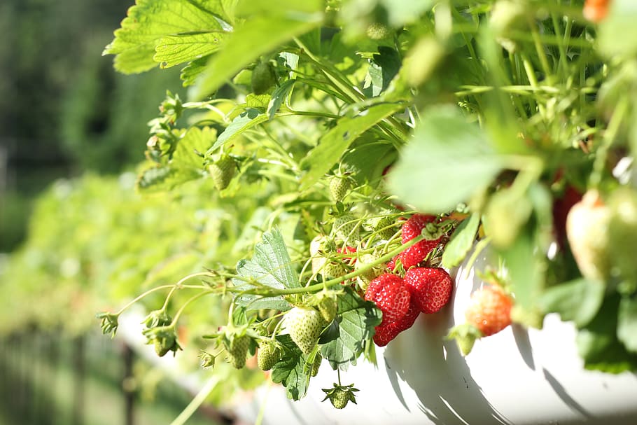 strawberry plant, fruit, berry fruit, healthy eating, food and drink HD wallpaper