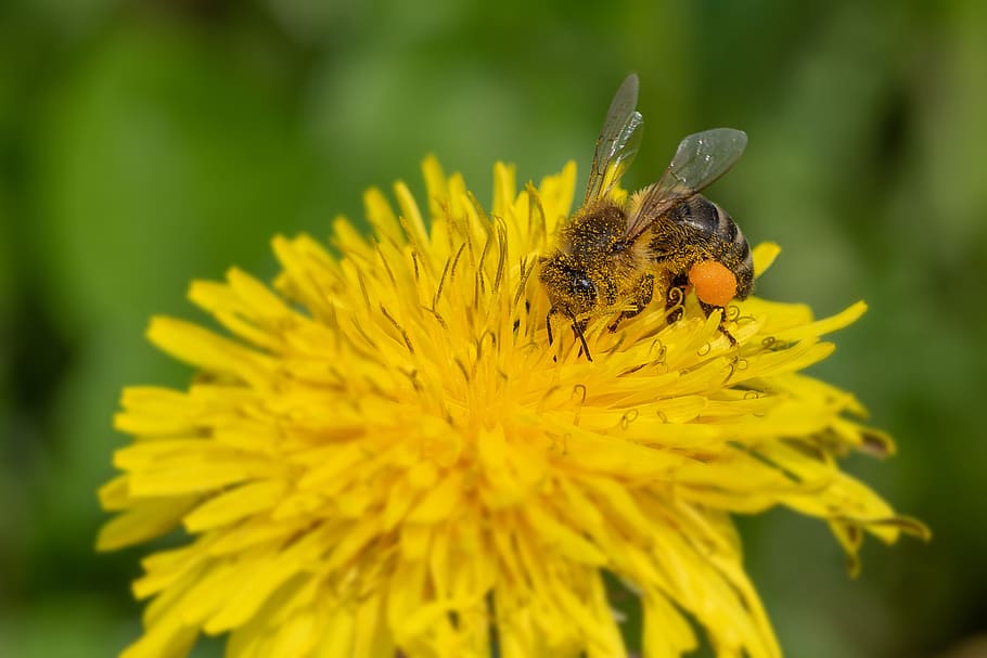 bee, pollen, nectar, macro, flower, close up, honey bee, nature HD wallpaper
