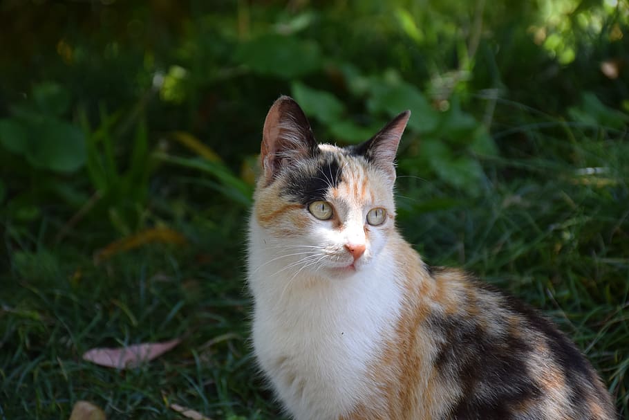 cat, animal, nature, domestic cat, feline, domestic animals HD wallpaper