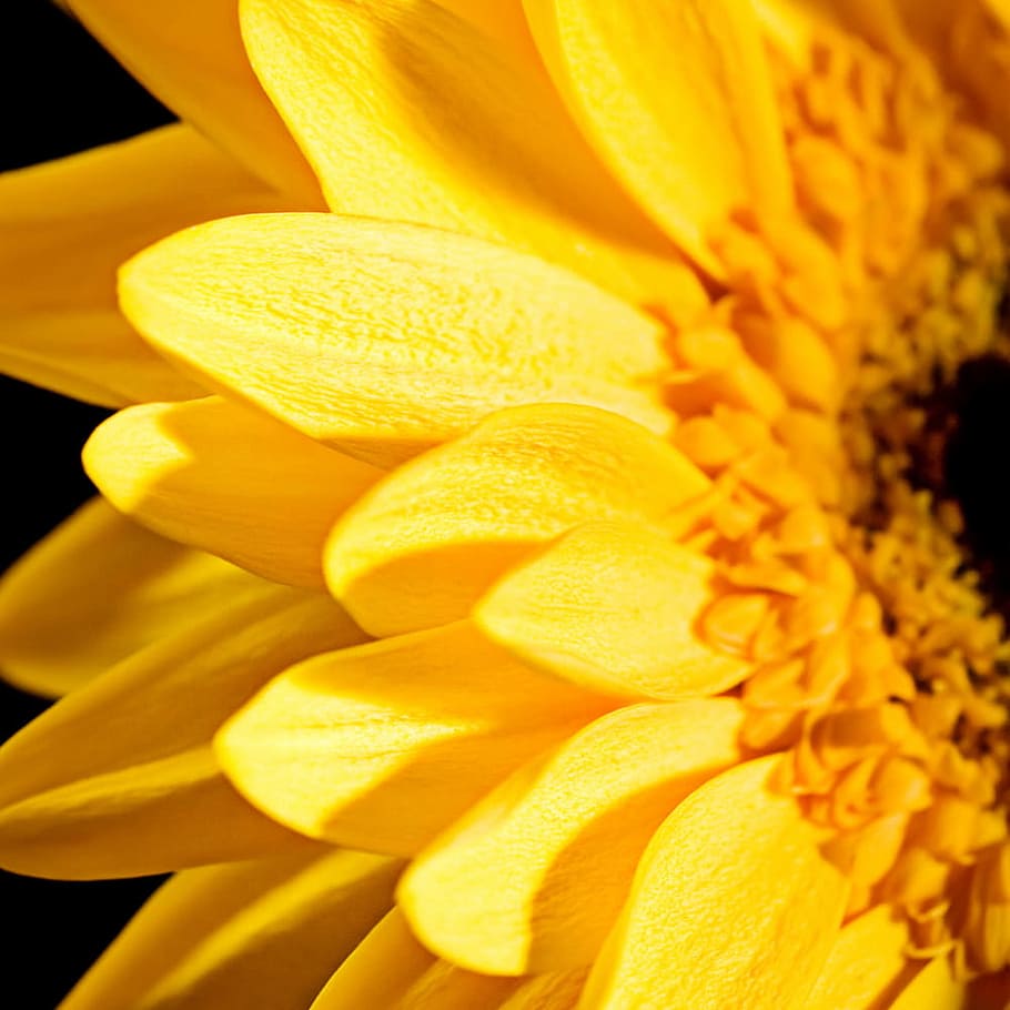sunflower, yellow, background, beautiful, blossom, botany, daisy HD wallpaper