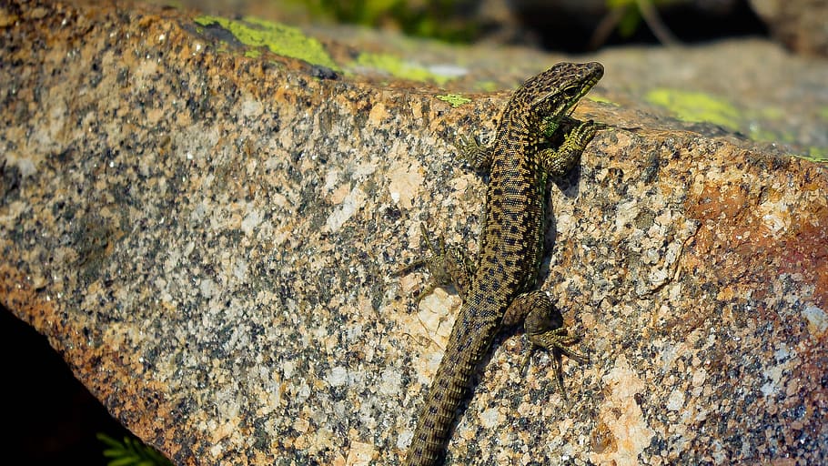 lizard, nature, reptile, animal themes, animal wildlife, animals in the wild HD wallpaper