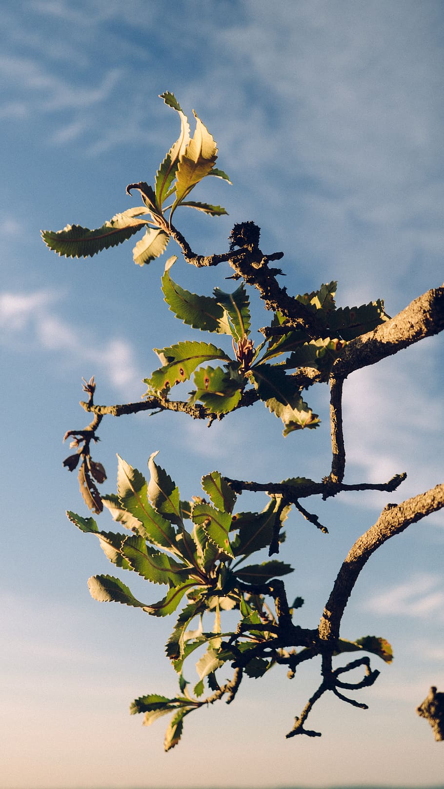 plants, flora, life, growing, growth, clouds, australia, bush HD wallpaper