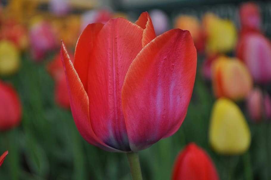 tulips, red, yellow, spring, garden, nature, bloom, colorful HD wallpaper