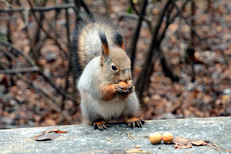 squirrel, nibbles, nuts, rodent, autumn, park, creature, animal themes HD wallpaper