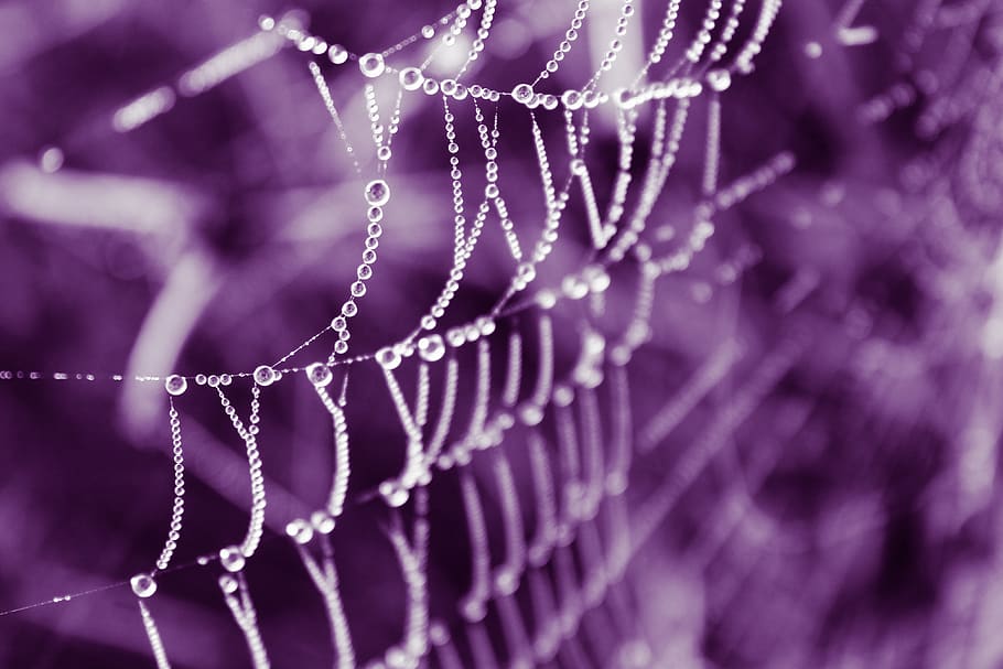 web, dew, dew drops, dew drops on the web, nature, purple tint HD wallpaper