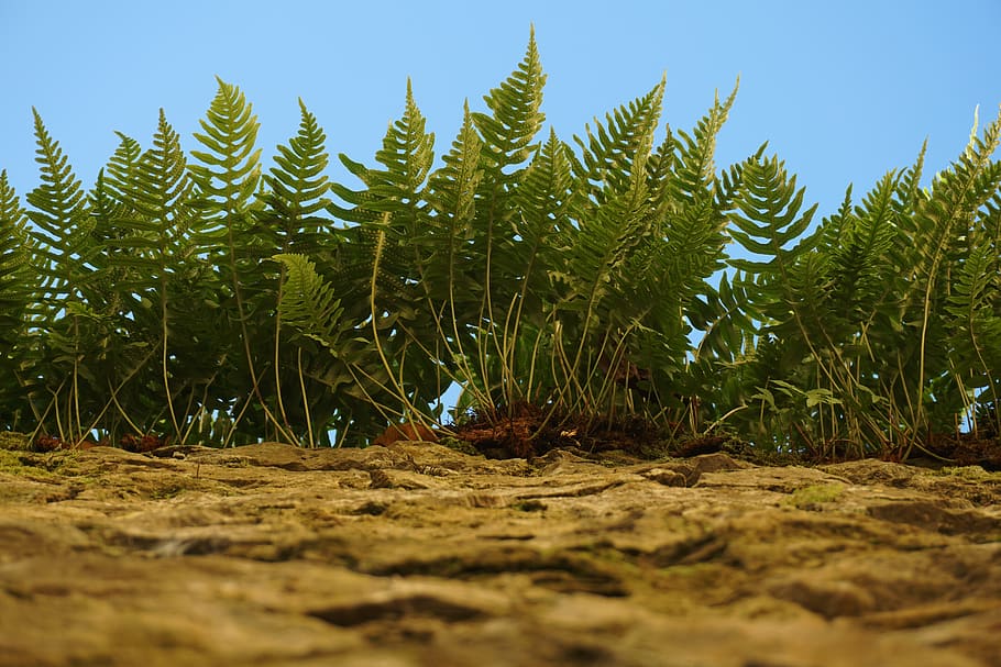 ferns, nature, plants, wall, vegetation, growth, land, day, HD wallpaper