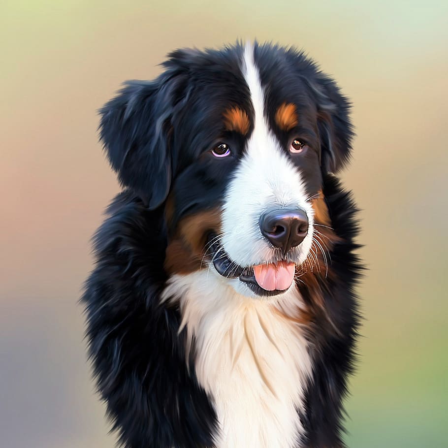 Black and White Long Coat Dog, animal, berner sennen, bernese mountain dog, HD wallpaper