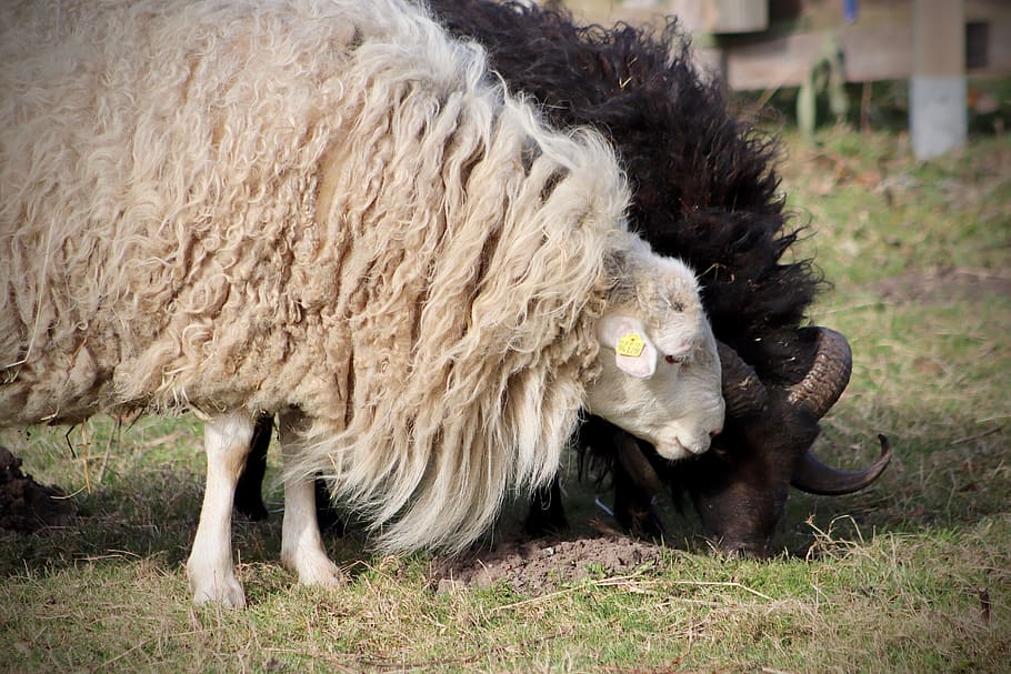sheep, livestock, pet, wool, sheep's wool, mammal, couple, black and white HD wallpaper