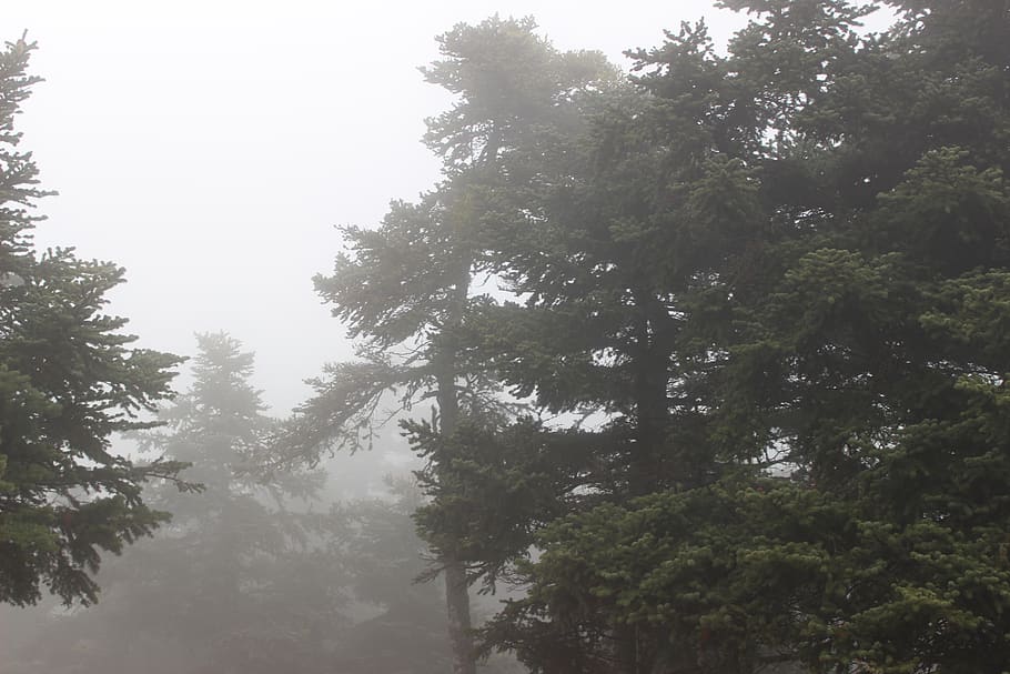 greece, parnitha, background, landscape, forest, fog, wild HD wallpaper