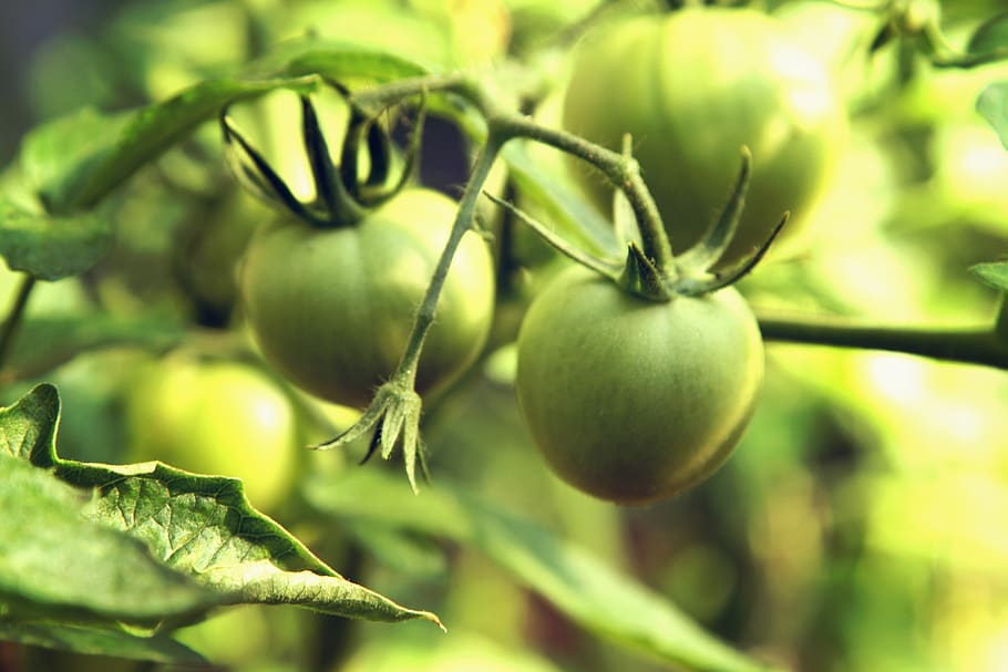 round green fruit, tomato, vegetable, plant, produce, food, flora HD wallpaper