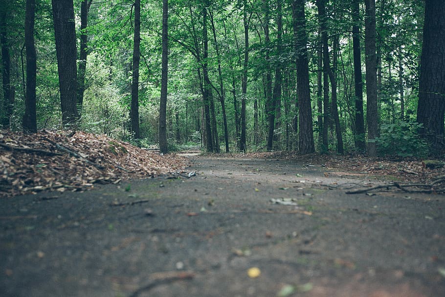 gray road near trees, forest, plant, land, woodland, tranquility HD wallpaper
