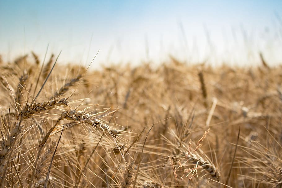 nature, corn, acre, wheat, blade, stalk, agriculture, field HD wallpaper
