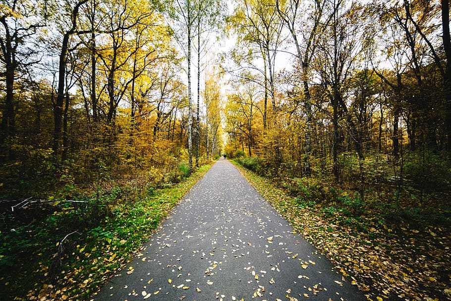 dry, autumn, leave, leaf, yellow, route, road, path, pathway HD wallpaper